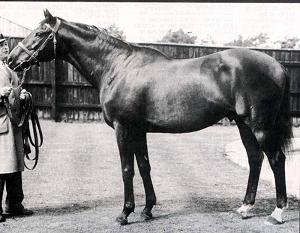Nearco