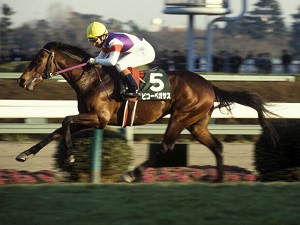 Biko Pegasus